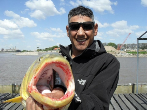 Dorados de los buenos