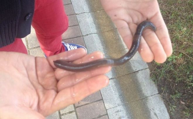 "Pesca mágica", por Alberto Enguix