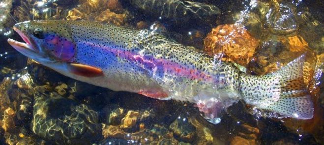 "La trucha embalsamada", por Alberto Enguix